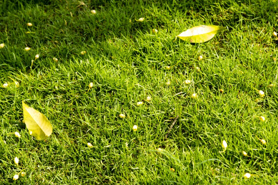 Leaves on lawn natural lawn green