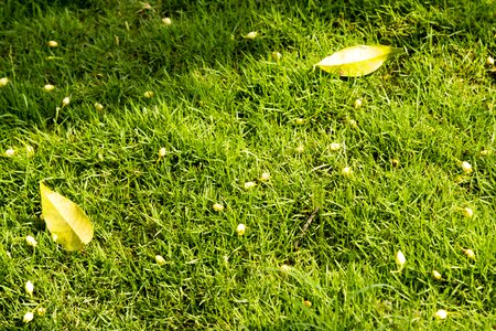 Leaves on lawn natural lawn green photo