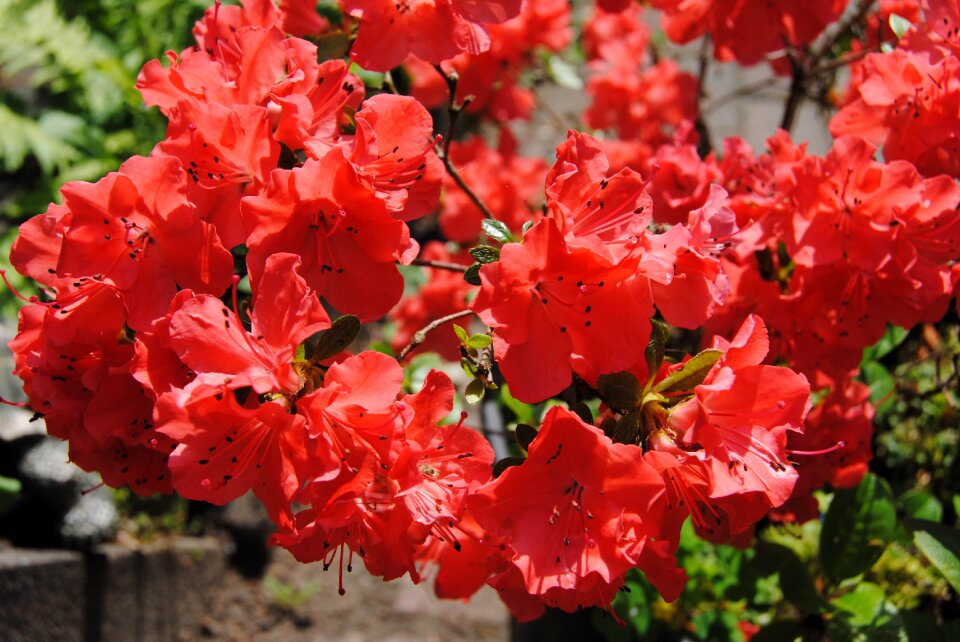 Red garden beautiful