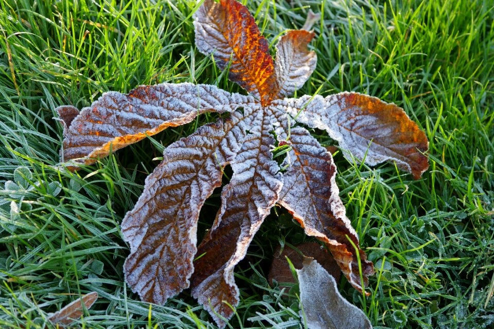 Chestnut leaf