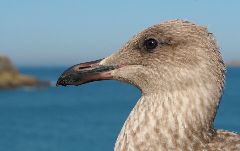 Juvenile gull bird animal