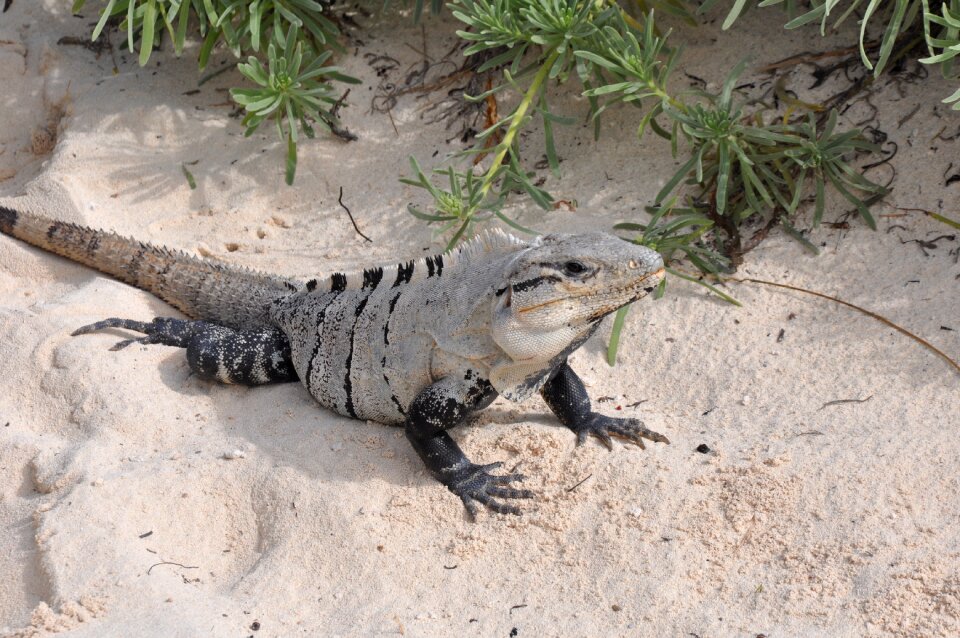 Animals beach lizard