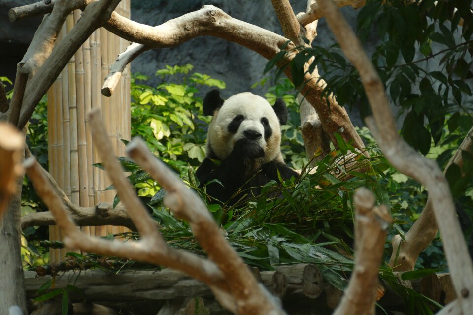 Mammal black and white panda bear