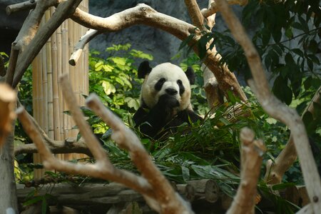 Mammal black and white panda bear photo