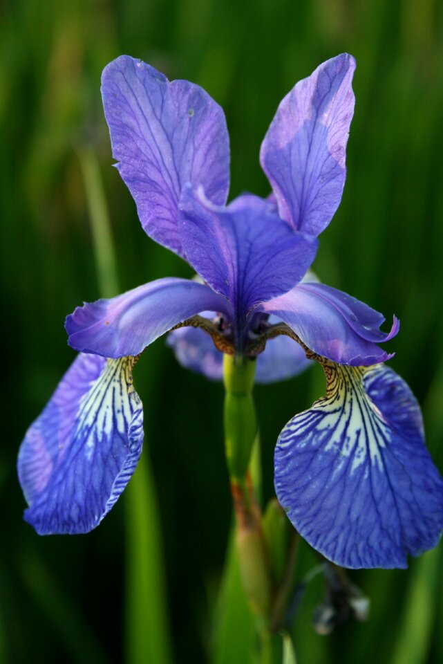 Flower iris blue photo