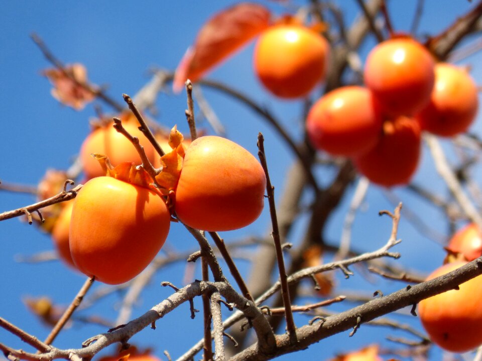 Fruit sky persimon