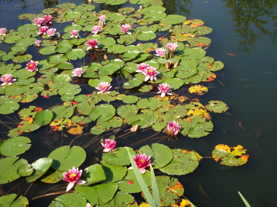 Nuphar pond plant garden pond