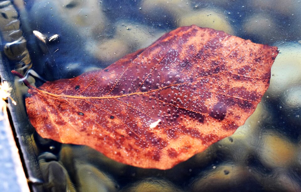 Leaf cold frost photo