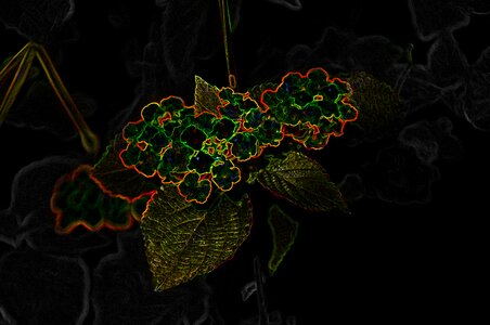 Bloom color neon orange