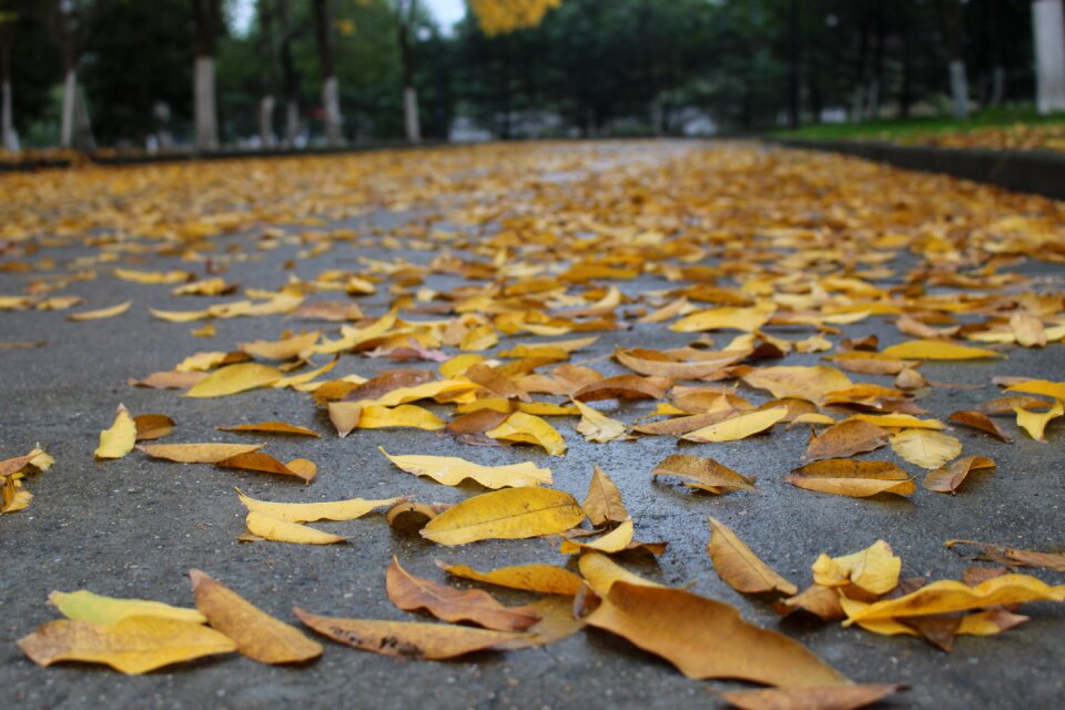 Yellow leaf ground