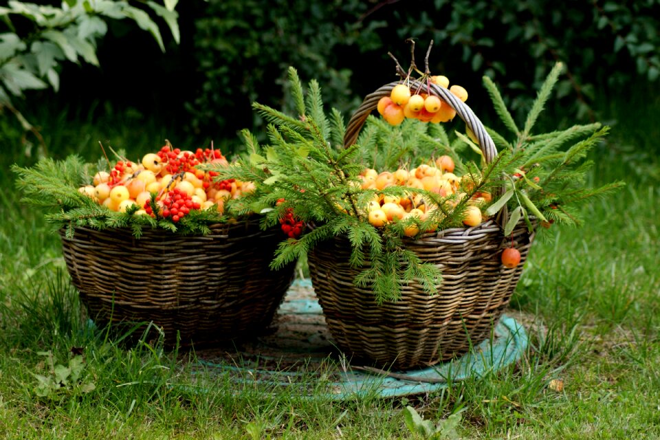 Apples summer flowers