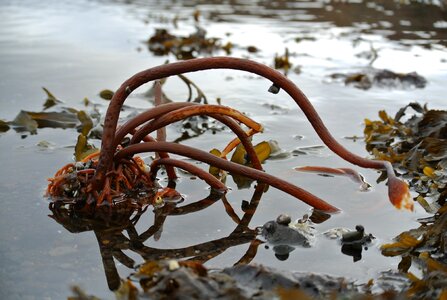 Iceland nature kelp