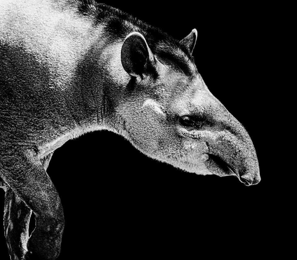 Animal wildlife nature