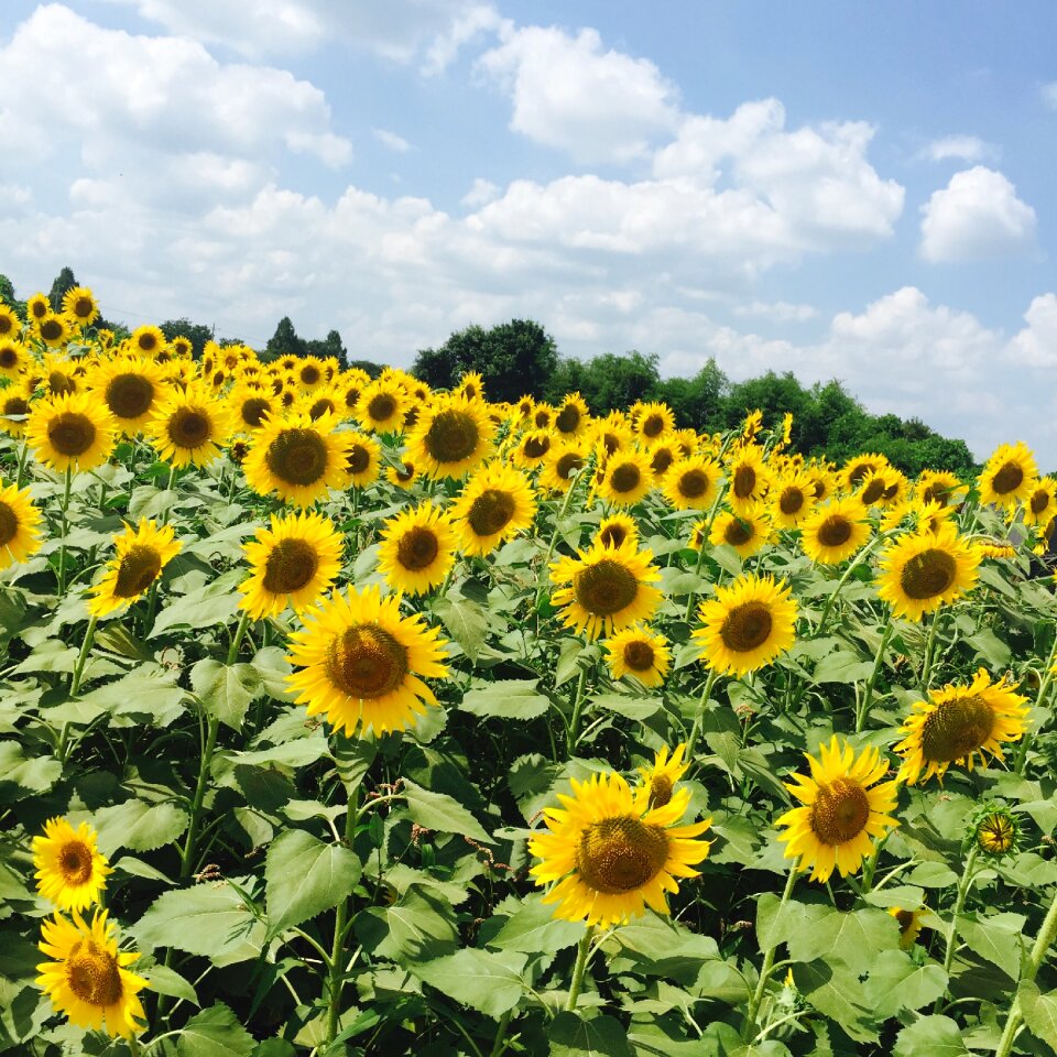 Yellow blue sky fields summer
