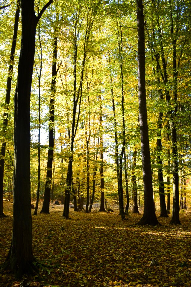 Foliage wood nature