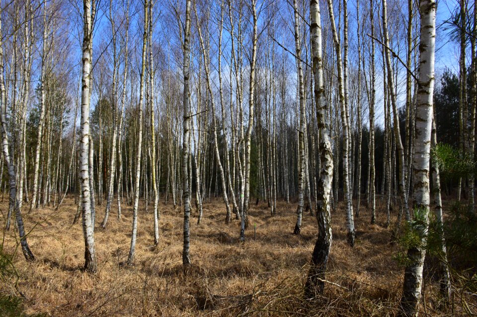 Autumn spring trees