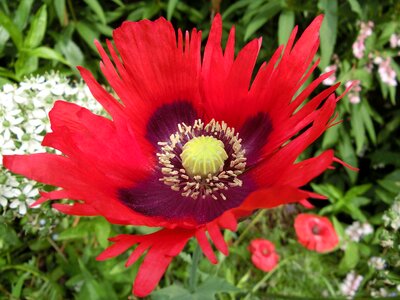 Flower nature flora
