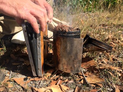 Beekeeping apiary apiarist