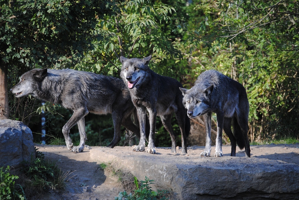 Animal world howl predators