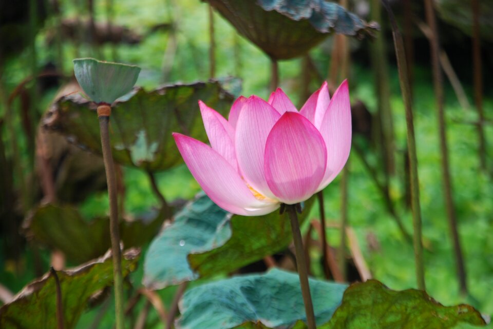 Lotus throat watering the plants