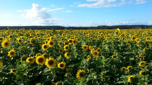 Flowers landscape plant