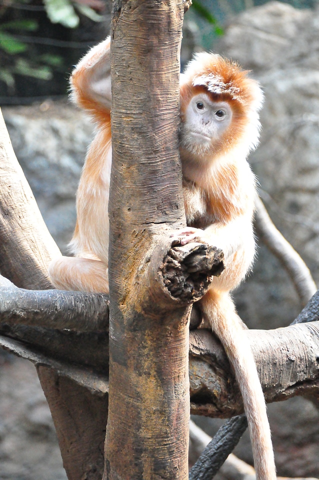 Wildlife mammal primate