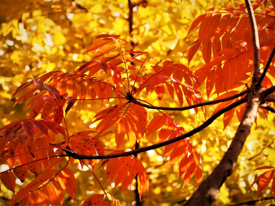 Branch vein late autumn