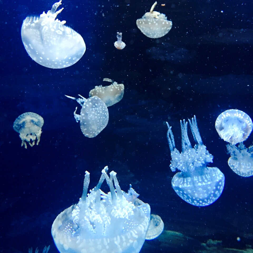 Underwater animal umbrella-shaped