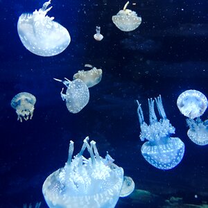 Underwater animal umbrella-shaped photo