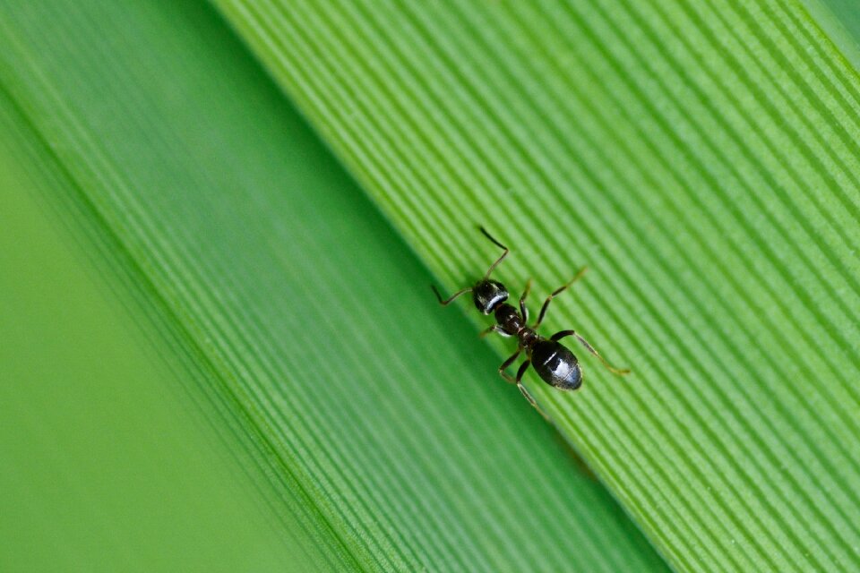 Insect green macro