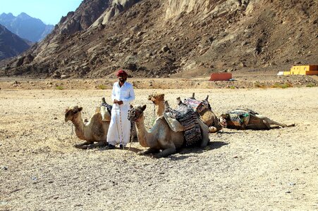 Drought dust camel photo