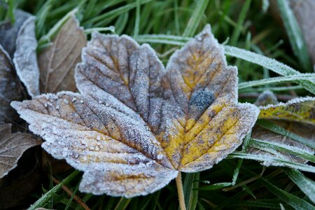 Leaf yellow