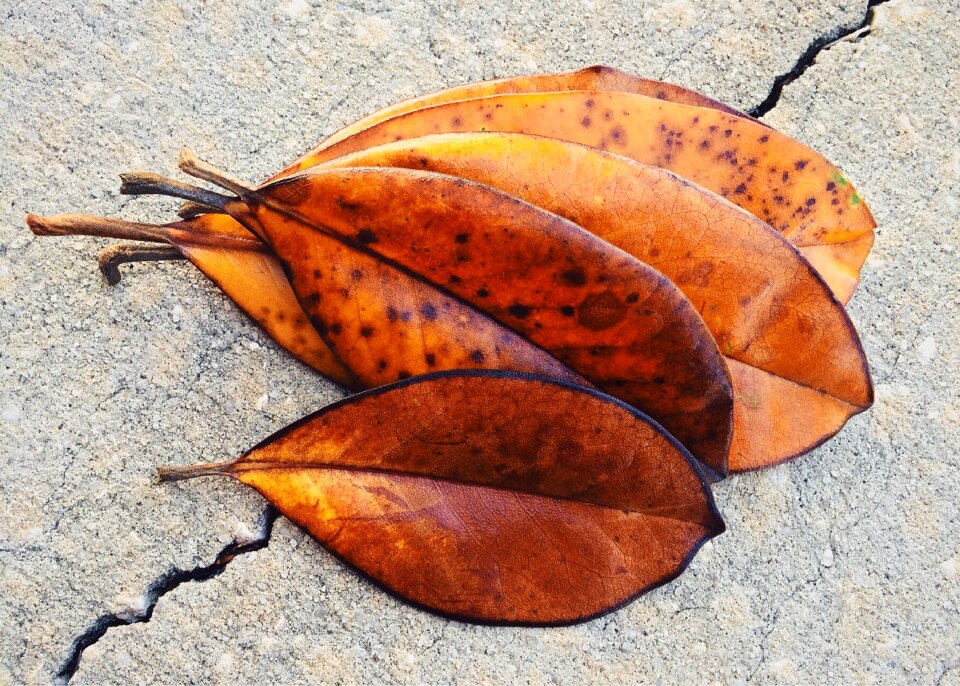 Autumn magnolia