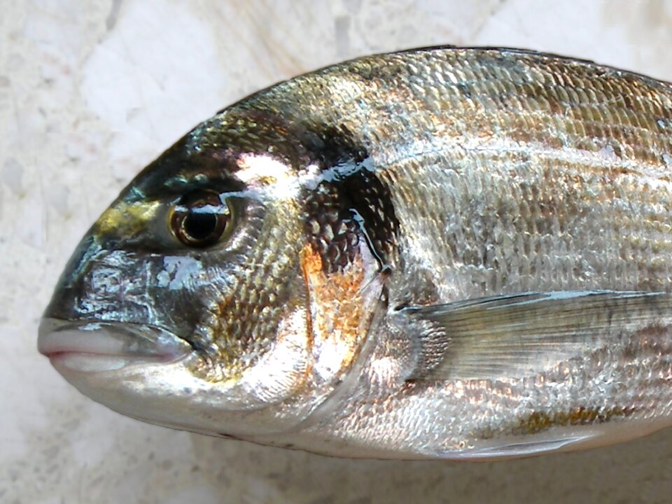 Bream traditional fishing sea bream
