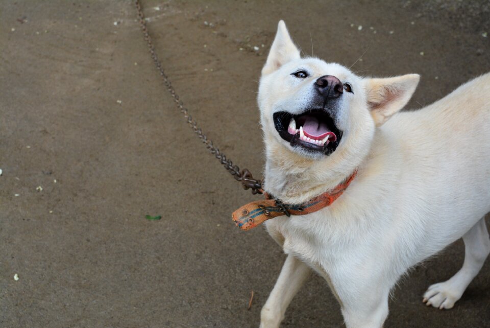 Korean jindo dog friends yard
