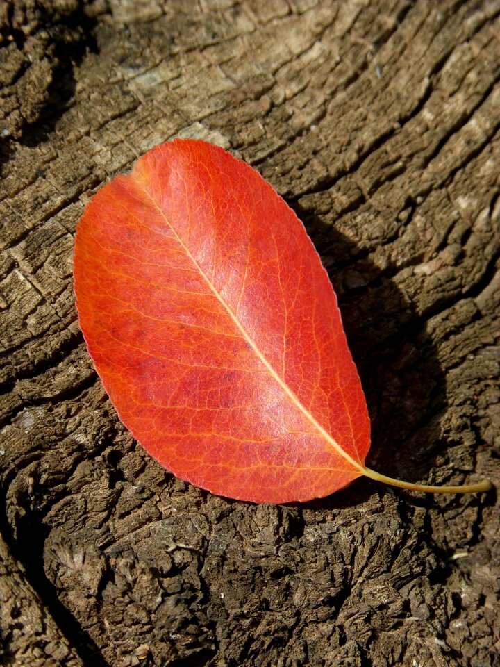 Autumn fall of the leaf wood