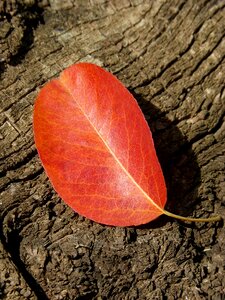 Autumn fall of the leaf wood photo
