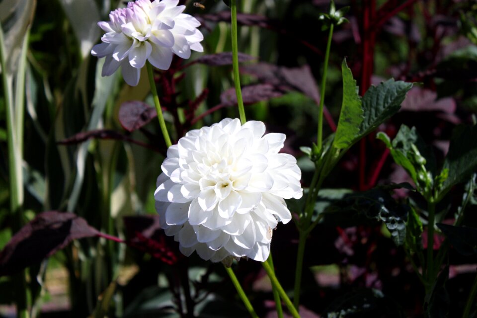 Flower white plant