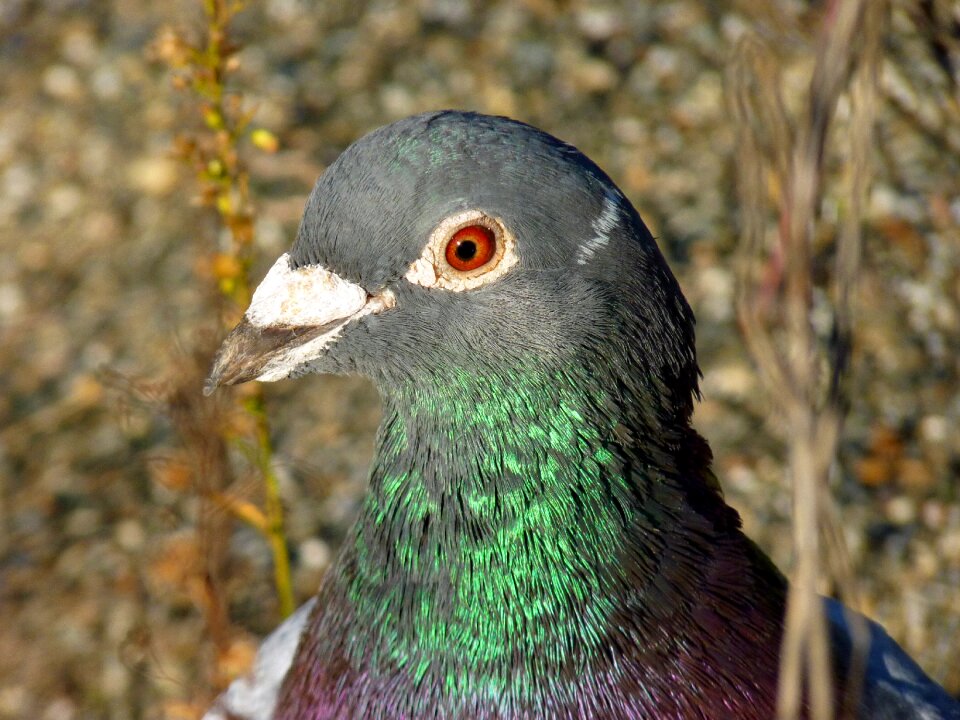 Nature head colored feathers