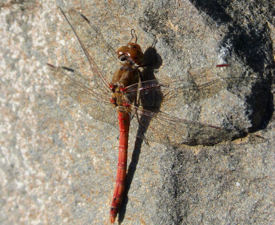 Rock detail winged insect