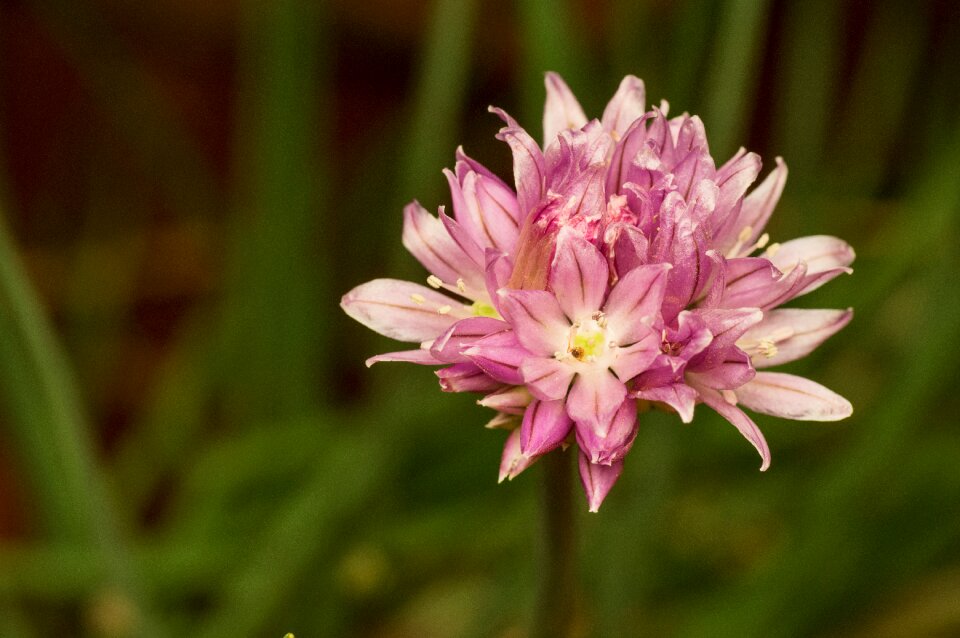 Nature blossom pink