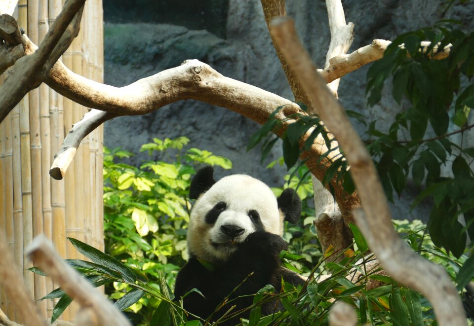 Mammal black and white panda bear