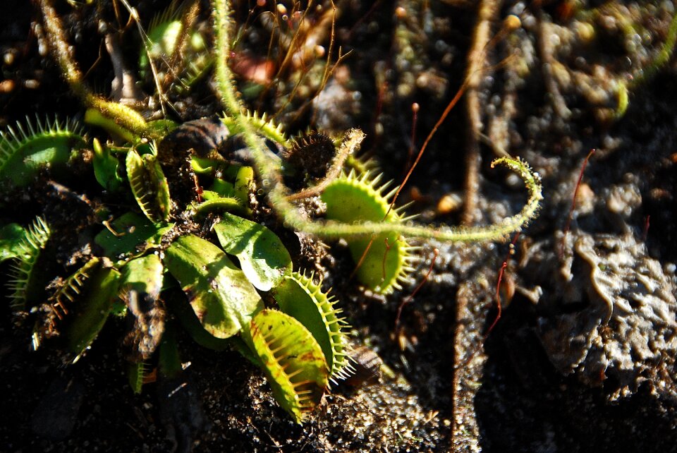 Garden predator venus fly trap
