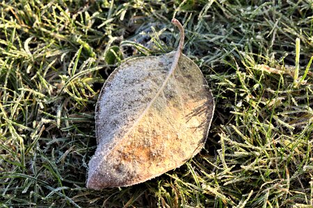 Frozen nature leaves