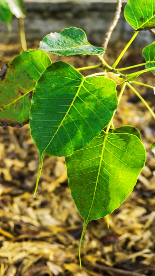 Enlightenment buddhism ficus religiosa