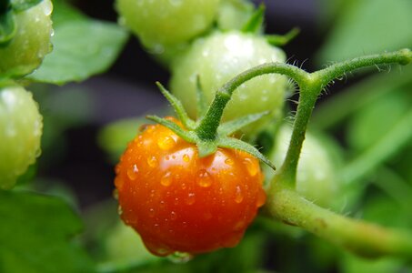 Vegetables drops of water dew