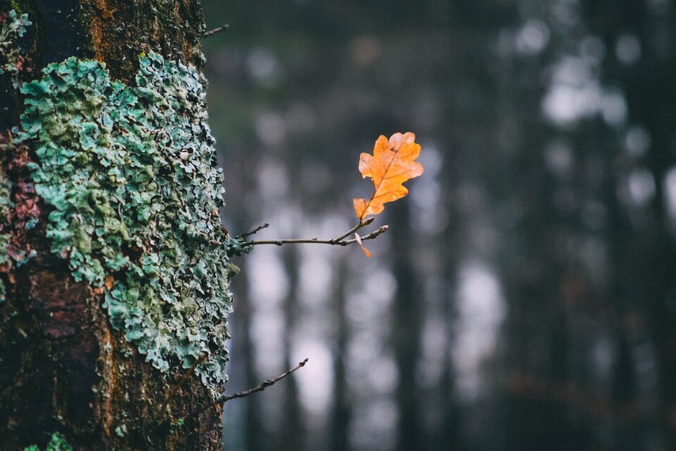 Fall foliage leaves forest