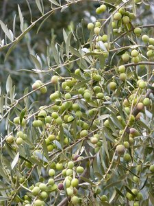 Loaded abundance arbequina