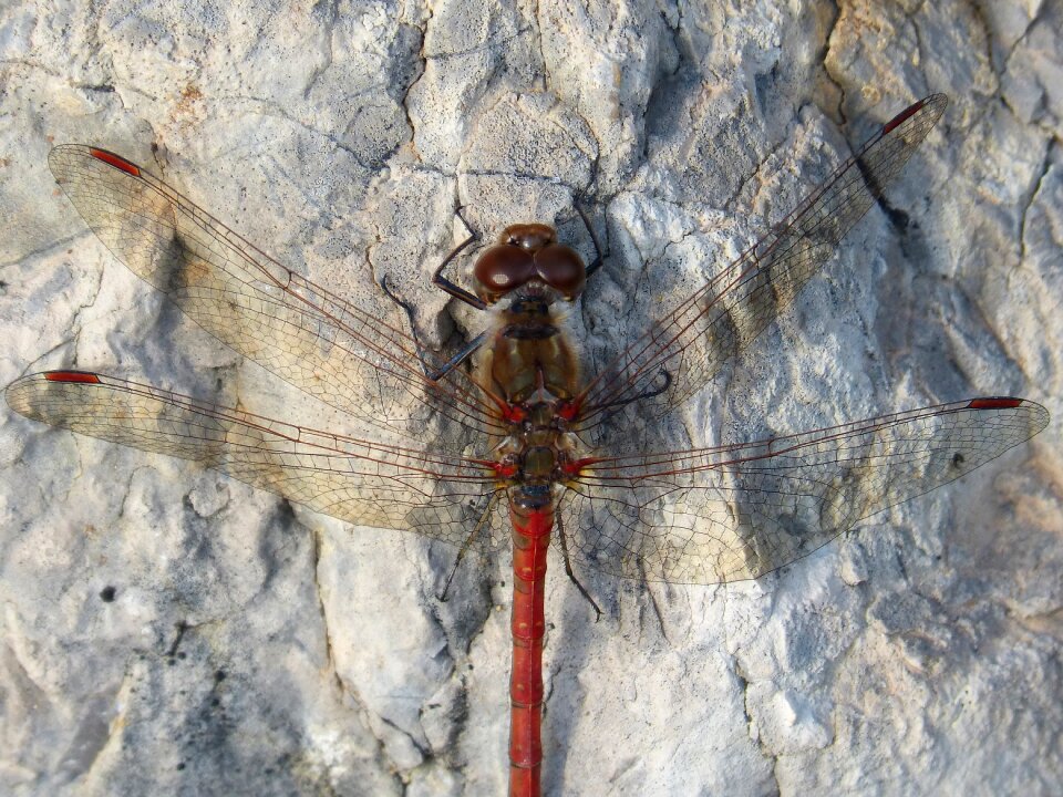 Rock detail winged insect