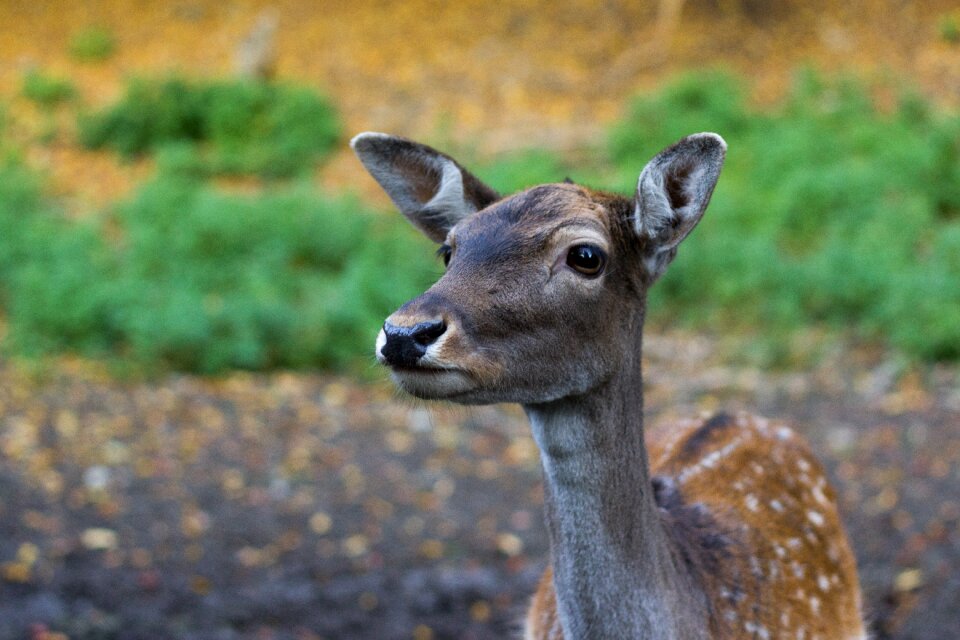 Forest portrait forest animal